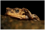 Ancient Toad
