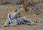 Royal bengal tiger - 8