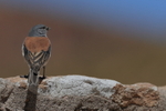 Red-backed Sierra-Finch portfolio