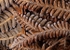 Frosted Bracken
