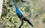 Indian Peafowl