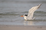 Royal Tern with raised wings in sea, Fort De Soto, Florida