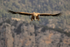 Griffon Vulture on landing approach, Pre-Pyrenees, Spain