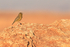 Greenish Yellow-Finch, Moon Valley, Atacama Desert, Chile