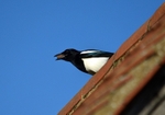 Magpie