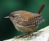 Wren