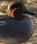 TEAL (Small dabbling duck) portfolio