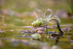 Female Emperor