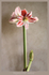 Hippeastrum 'Belicia'