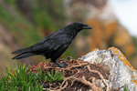 Raven perched on a cliff ledge