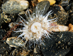 Sagartia troglodytes