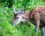 Wild Deer