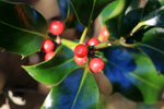 Holly Berries