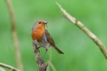 Robin