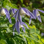 Alpine Clematis (Clematis alpina)