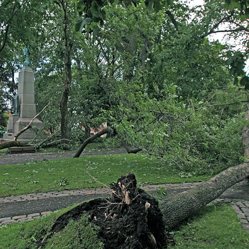 Kings Square in Uptown Saint John suffered several uprooted trees and scores of branches felled.