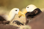Waved Albatross interaction, Espanola, Galapagos