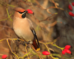Waxwing eyeing up some rose hips at Bletchley