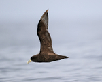 White-chinned Petrel flying close, Pacific Ocean, Chile