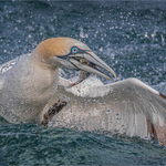 Digital_Silver_Jan Sullivan_Great Catch
