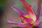 Flower - 20080728_3