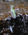 Anna's Hummingbird