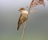 Reed Warbler