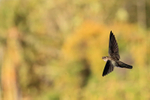 Cave Swiftlet flying, Lovina, Bali