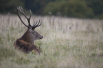 _H5X8678 Red Deer 