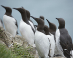 Guillemots 1