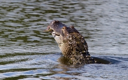 Aligators _0025
