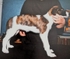 RU Ch Miskat Tzarai at 7-8 weeks