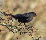 Male Blackbird