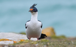 Imperial Cormorant