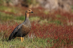 Upland Goose (female), Carcass Island, Falklands