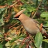 Waxwing