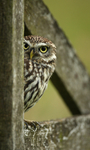 Little Owl