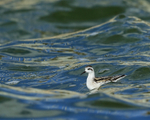 Red-necked Phalarope (juvenile), Farmoor
