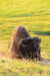 Bison Nap 2