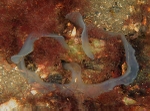 Amalosoma eddystonense