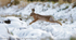 Brown Hare (Lepus europaeus) jumping Ditch