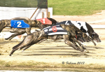 Greyhound 3