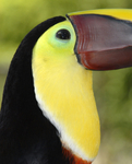 Toucan