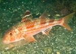 Mullus surmuletus
