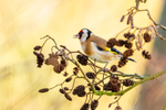 goldfinch Carduelis carduelis-3158
