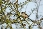 Long-tailed Tit
