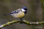 Great Tit (Parus major) perched on branch