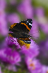 Red Admiral butterfly - 7212
