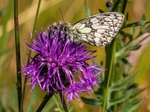 Marbled White