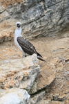 Peruvian Booby on Chanaral Island, Chile